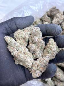 Super Boof V2- Living Soil-Lucky's Favorite's Pick!!!