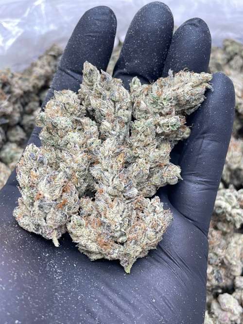 Rainbow In The Dark -Living Soil - Lucky's Favorites Pick!