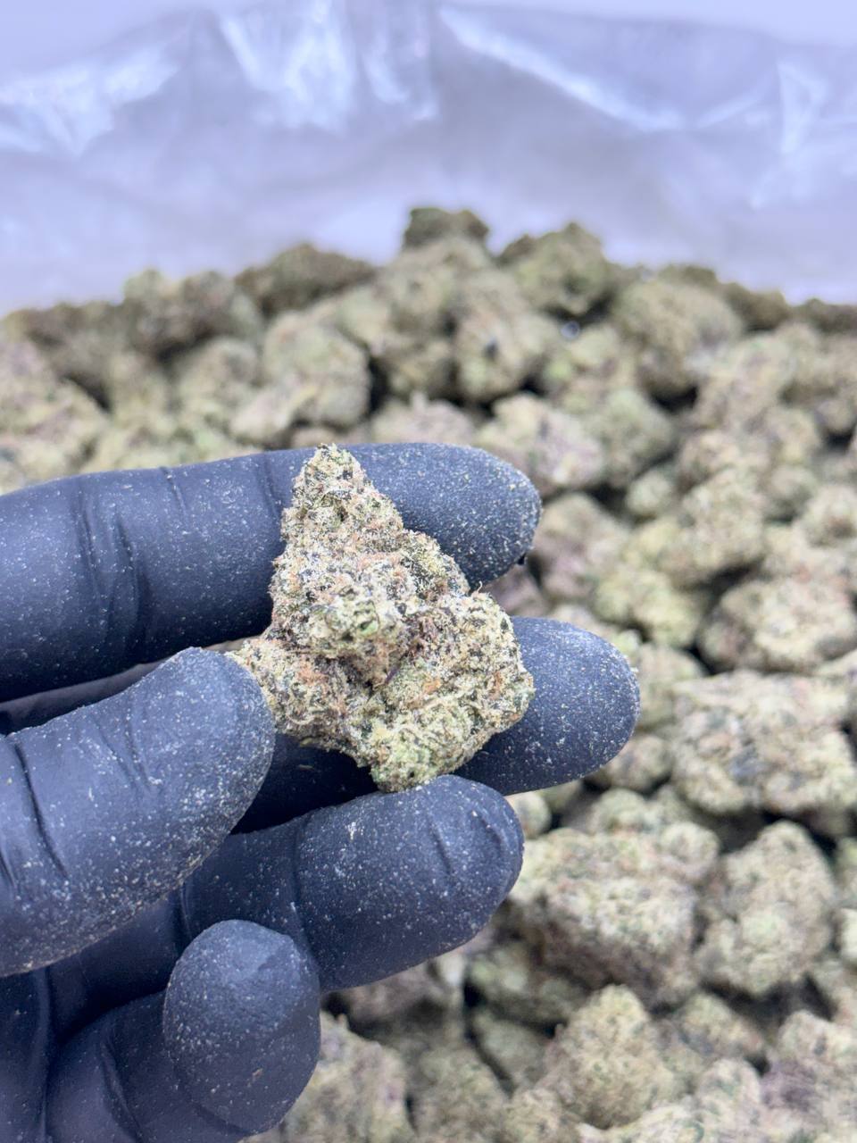 Blueberry Jam- Living Soil - Image 4