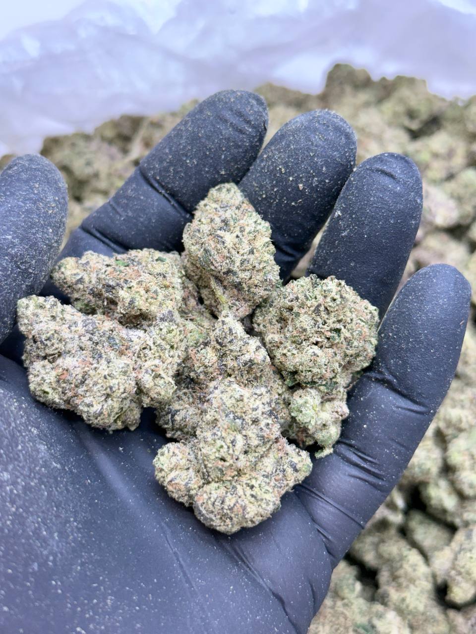 Blueberry Jam- Living Soil - Image 5