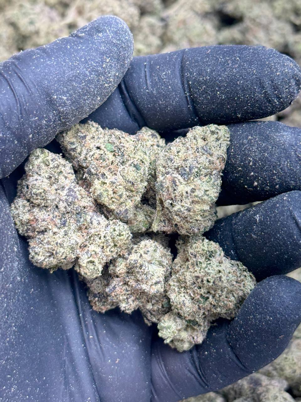 Blueberry Jam- Living Soil - Image 2