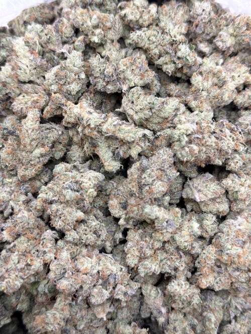 Garlic Juice -Living Soil - Lucky's Favorites Pick!