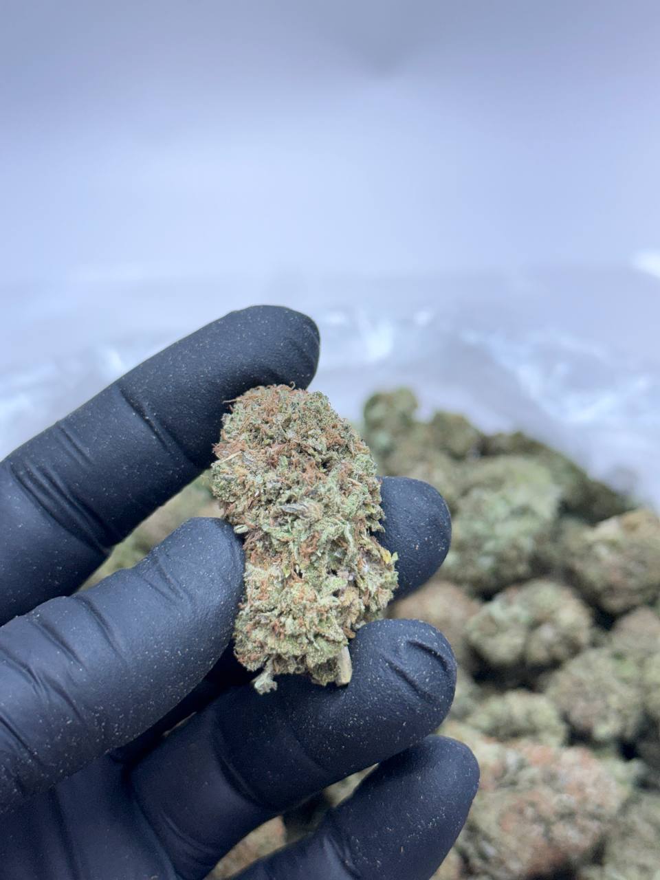 Platinum Kush BUDGET - Image 2