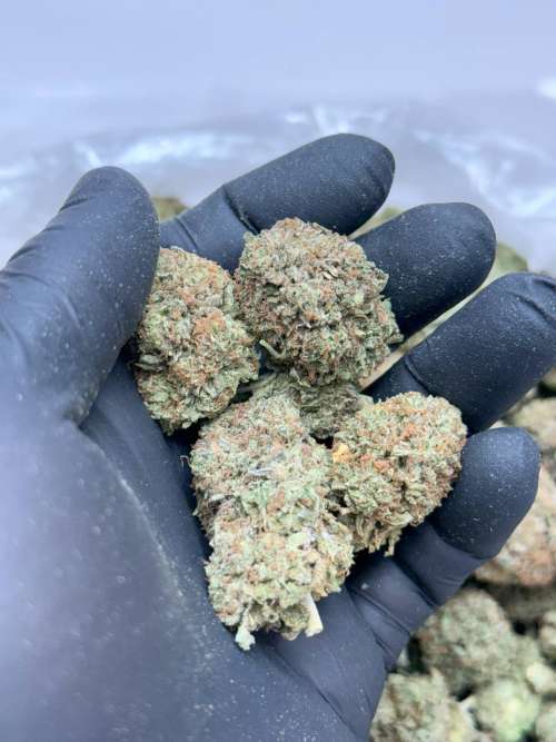 Platinum Kush BUDGET