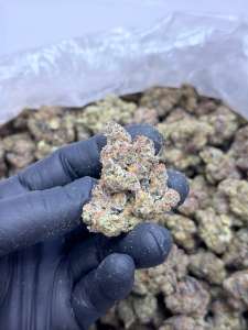 Las Vegas Lemon Skunk