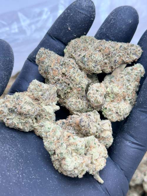 Platinum Garlic Cookies-Premium Living Soil