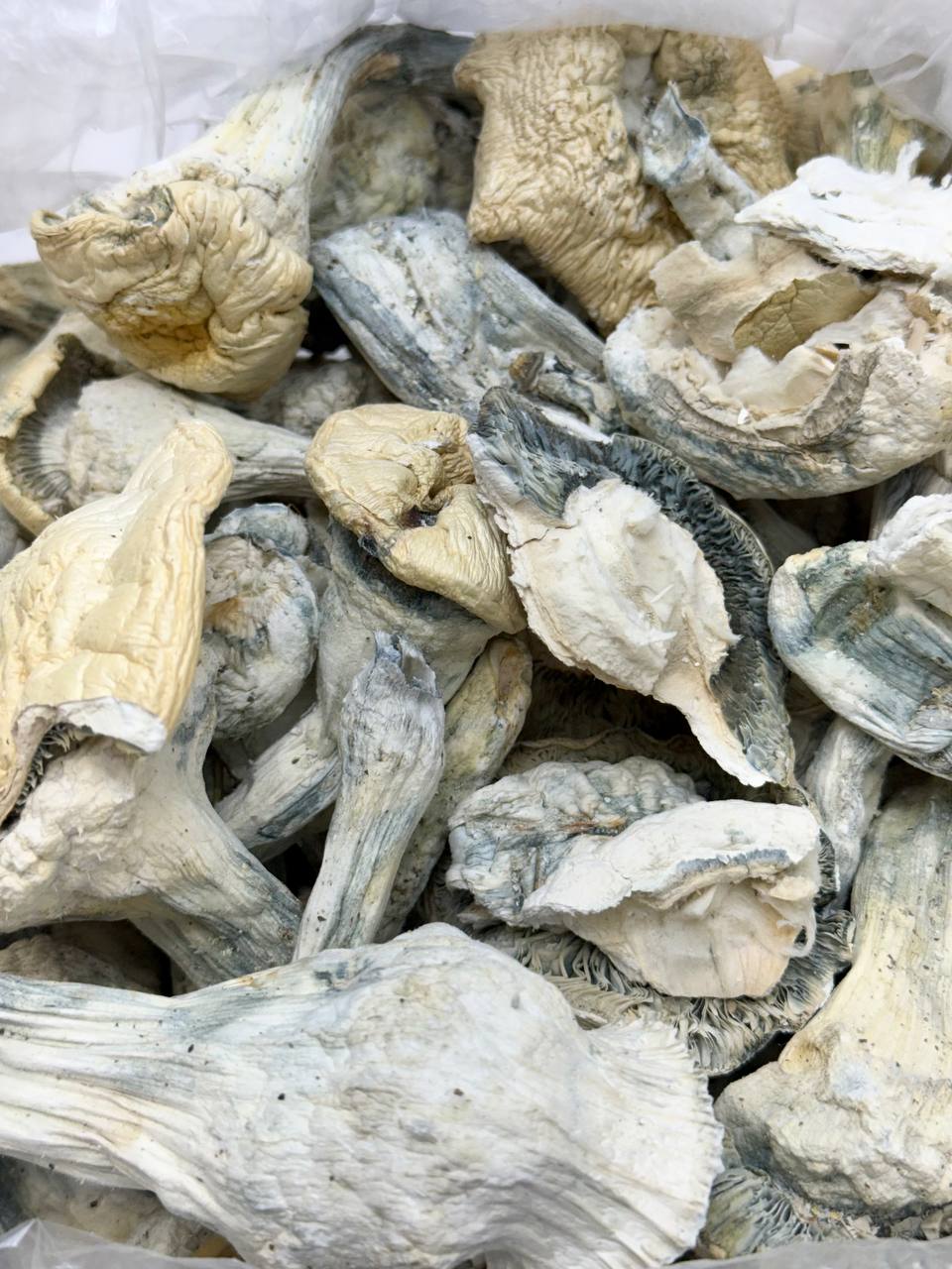 Albino Stargazer - Image 2