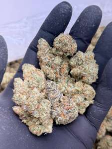 XJ-13 Premium Living Soil