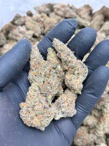 Purple Haze -Living Soil